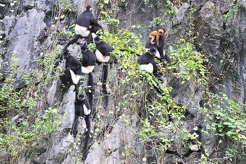 Part of a family group of 10 Delacour's Langurs on the Karst Limestone 10 of a family group of about 15 Delacour's apparently very comfortable on the Karst Limestone.   These Langurs were relatively approachable by a restful and calm boat journey (see photo below)  During the day we saw a number of families totalling 50 individuals with what appeared to be a flourishing family life and they showed great social cohesion.  Infants in attendance and well looked after.  There are now believed to be somewhere over 300 individuals known in the world.  The population in Van Long has quadrupled in the past 25 years, with hunting, poaching and habitat loss the main dangers to their numbers.  Agreement had to be made with the locals to remove goats from the proposed Reserve area to allow the tree cover to recover.  A viable new population of approximately 40 Delacour's was discovered elsewhere in 2016, so there is hope for these beautiful primates.  Delacour's langur,Ninh Binh,Trachypithecus delacouri,Van Long Nature Reserve,karst limestone cliffs