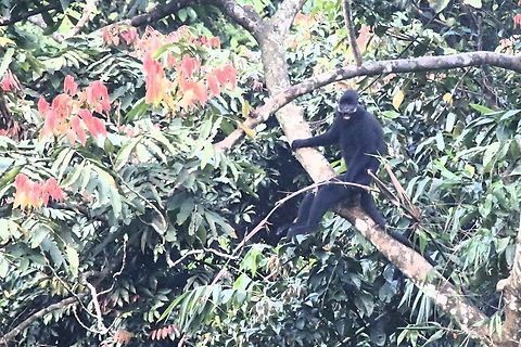 Ha Tinh Langur calling This amazing UNESCO site is well worth a visit managed to photograph this Langur, missed it when one crossed the road right in front of us earlier.  Some of the hillsides tell a chastening tale - Agent Orange was used liberally to defoliate the primary rainforest in the late 1960's & early 1970's.  See below for a spot the difference photo, 50 years plus after the event. Annamite Mountain Range,Hatinh langur,Phong Nha-Ke Bang National Park,Quang Binh,Trachypithecus hatinhensis,karst limestone cliffs
