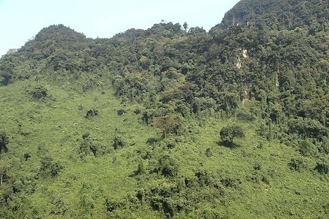 Primary rainforest contra an area of previous rainforest where, over 50 years ago Agent Orange was sprayed and no new trees are yet growing! 50 years+ on, primary rain forest, top right, compare to lower left where the odd trees survive from Agent Orange spraying to defoliate.  No tree regrowth! Agent Orange,Karst Limestone,primary rainforest