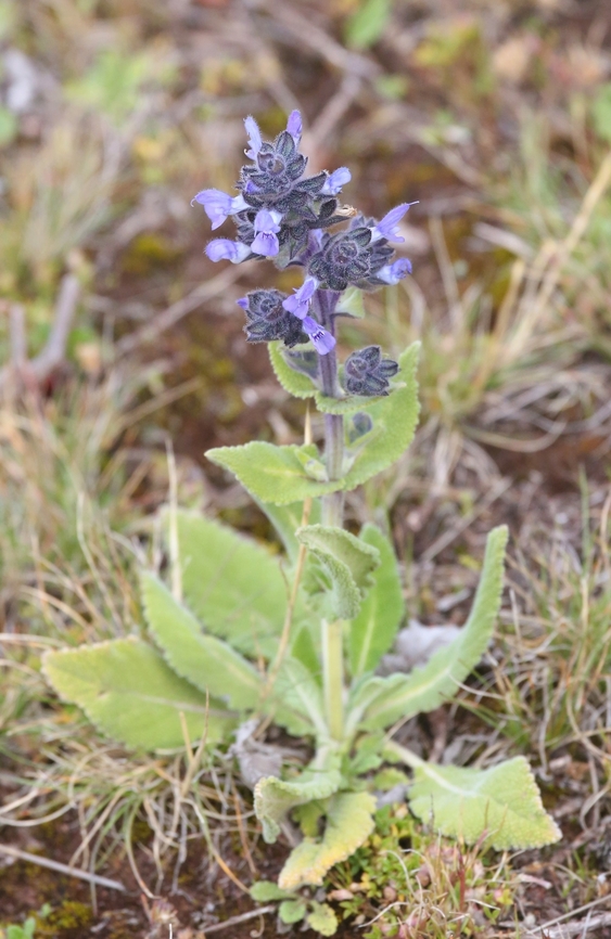 Rift Valley Sage This lovely plant found just above the Harenna Escarpment at over 4,000 metres Bale Mountains National Park,Harenna Escarpment,Oromia,Rift Valley Sage,Salvia merjamie,Sanetti Plateau