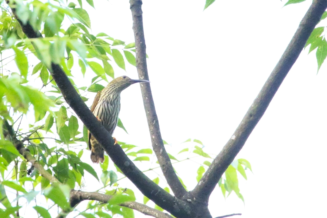 Streaked Spiderhunter  Annamite Mountain Range,Arachnothera magna,Karst Limestone,Phong Nha-Ke Bang National Park,Quang Binh,Streaked spiderhunter