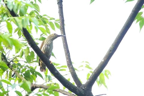 Streaked Spiderhunter  Annamite Mountain Range,Arachnothera magna,Karst Limestone,Phong Nha-Ke Bang National Park,Quang Binh,Streaked spiderhunter