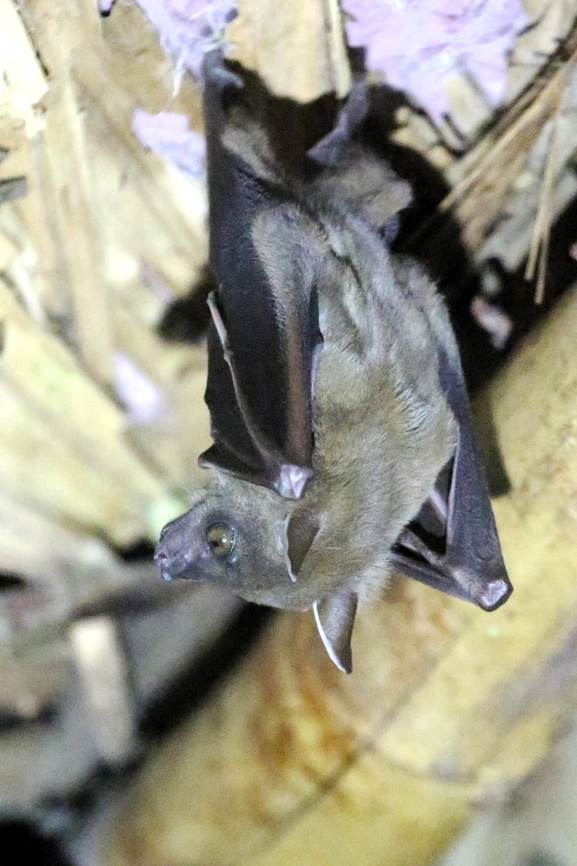Lesser Dog-faced Fruitbat A visitor to the dining hut. Cat Tien National Park,Cynopterus brachyotis,Dong Nai river,Lesser short-nosed fruit bat