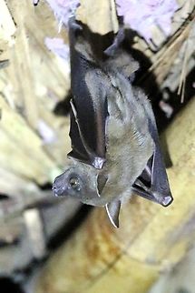 Lesser Dog-faced Fruitbat A visitor to the dining hut. Cat Tien National Park,Cynopterus brachyotis,Dong Nai river,Lesser short-nosed fruit bat
