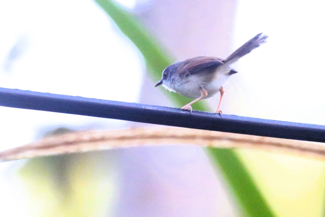 Rufescent Prinia Super-insulated electric cable at Cat Tien National Park, with this little Prinia. Cat Tien National Park,Dong Nai river,Prinia rufescens,Rufescent prinia