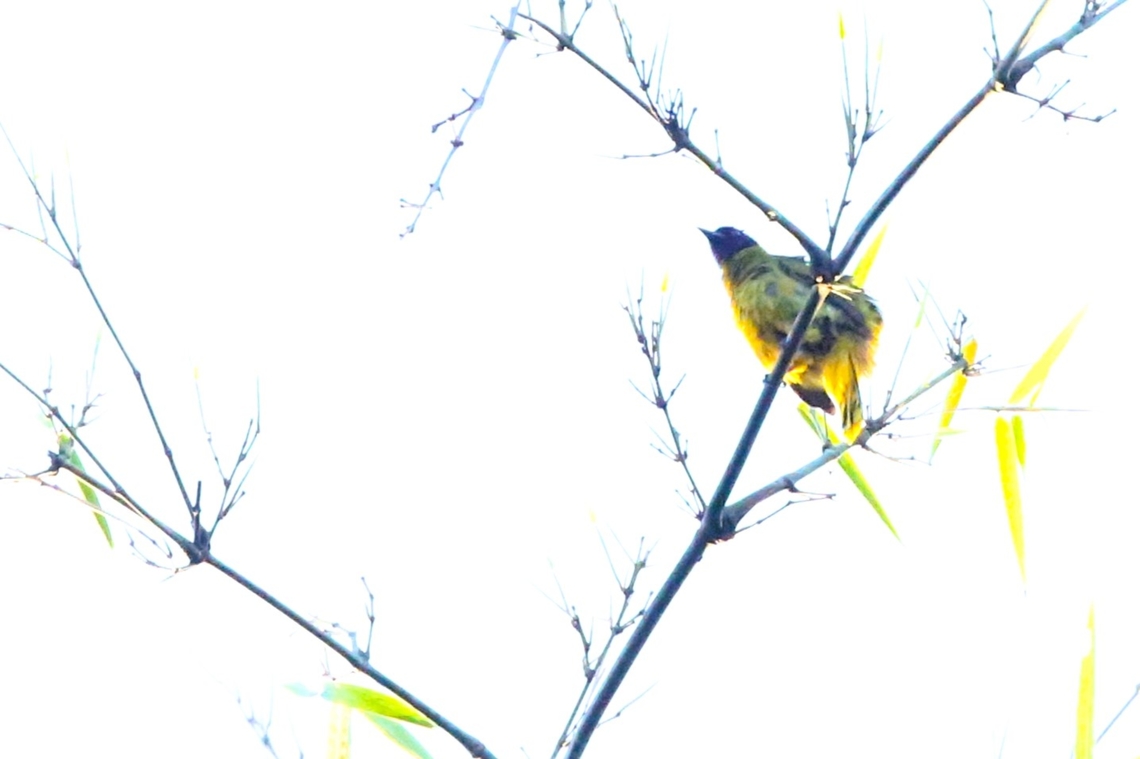 Black-hooded Oriole At the top of a very tall tree. Black hooded oriole,Cat Tien National Park,Dong Nai river,Oriolus xanthornus