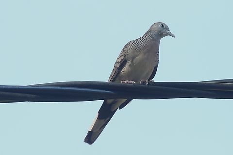Zebra Dove  Cat Tien National Park,Dong Nai river,Geopelia striata,Zebra dove