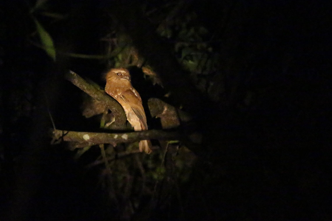 Hodgson's Frogmouth We found this gem whilst walking down from the top of the road, towards our guest house fairly near the top of the mountain. Bach Ma National Park,Batrachostomus hodgsoni,Hodgson's frogmouth,Phu Loc District