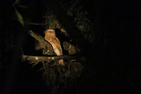 Hodgson's Frogmouth We found this gem whilst walking down from the top of the road, towards our guest house fairly near the top of the mountain. Bach Ma National Park,Batrachostomus hodgsoni,Hodgson's frogmouth,Phu Loc District