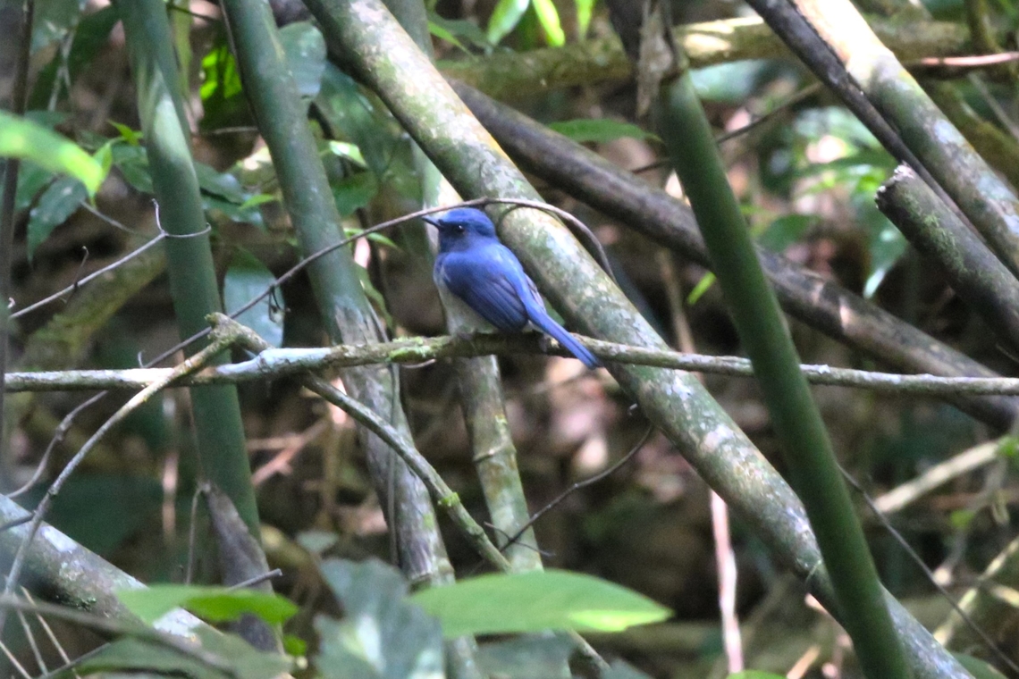 Hainan Blue Flycatcher We found one small area where there were a few small birds, skulking, but not as skulky as normal. Bach Ma National Park,Cyornis hainanus,Hainan blue flycatcher,Phu Loc District
