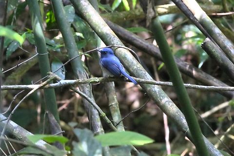 Hainan Blue Flycatcher We found one small area where there were a few small birds, skulking, but not as skulky as normal. Bach Ma National Park,Cyornis hainanus,Hainan blue flycatcher,Phu Loc District