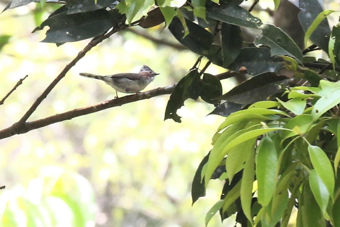 Indo-chinese Yuhina The same small lively area for small birds Bach Ma National Park,Indochinese yuhina,Phu Loc District,Staphida torqueola