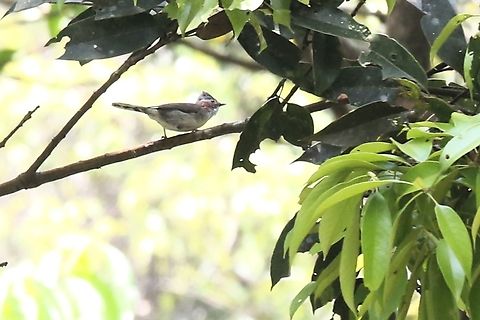 Indo-chinese Yuhina The same small lively area for small birds Bach Ma National Park,Indochinese yuhina,Phu Loc District,Staphida torqueola