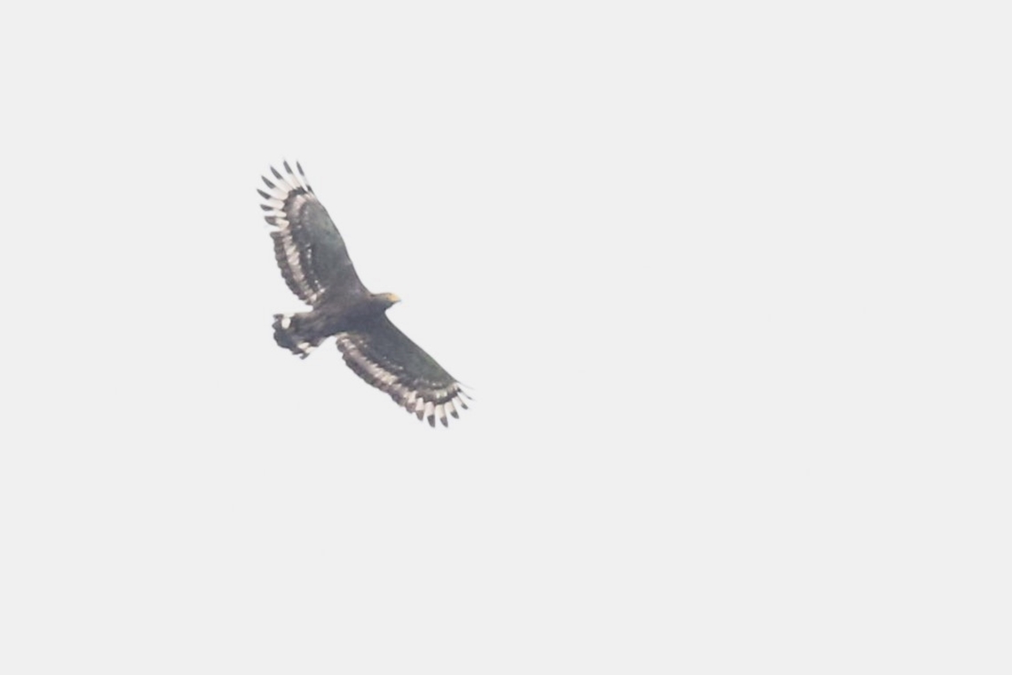 Crested Serpent Eagle floating high above us  Bach M,Crested Serpent Eagle,Phu Loc District,Spilornis cheela