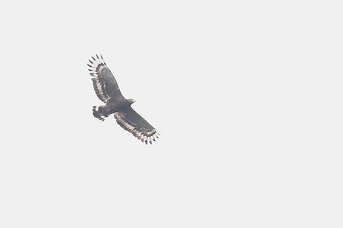 Crested Serpent Eagle floating high above us  Bach M,Crested Serpent Eagle,Phu Loc District,Spilornis cheela