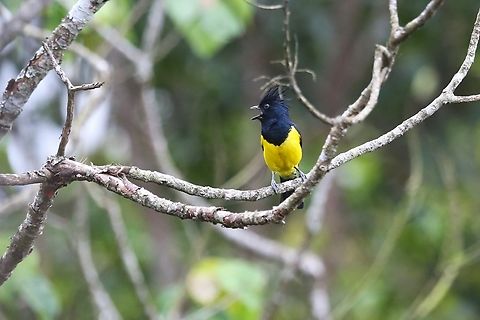 Sultan Tit, Male Black-crested form Saw this beauty around the lodge, one lunch-time, distinct from the Yellow-crested form Bach Ma National Park,Melanochlora sultanea,Phu Loc District,Sultan tit
