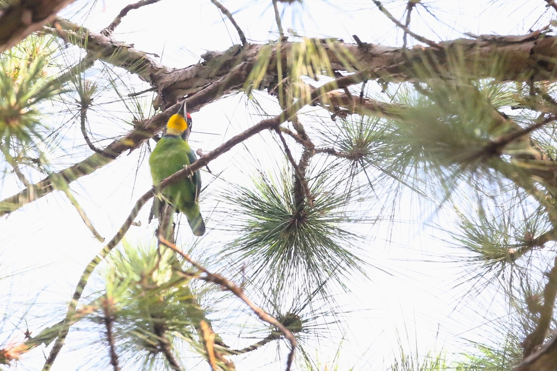 Golden-throated Barbet Walking down the road, felt lucky to see this barbet Bach Ma National Park,Golden-throated Barbet,Phu Loc District,Psilopogon franklinii
