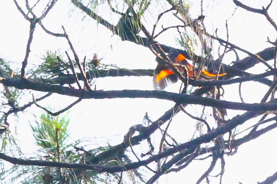 Minivet (Pericrocotus_speciosus)  Pericrocotus speciosus,Scarlet Minivet