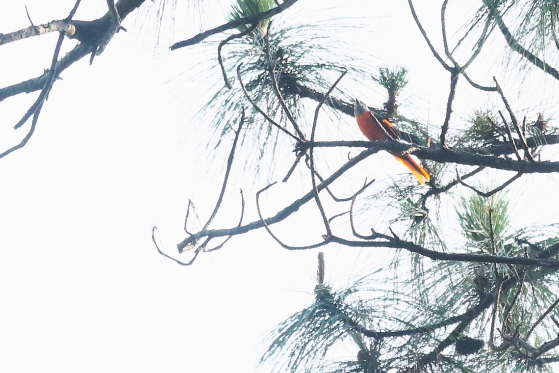 Scarlet Minivet  Bach Ma National Park,Pericrocotus speciosus,Phu Loc District,Scarlet Minivet