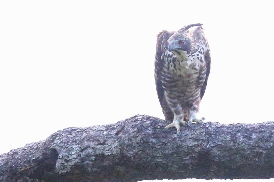 Mountain Hawk-eagle We were very fortunate, came round a corner on the road on the mountain and saw this just over the protective wall, got chance of one quick shot before it up and off!  Mores the pity! Bach Ma National Park,Mountain Hawk-Eagle,Nisaetus nipalensis,Phu Loc District