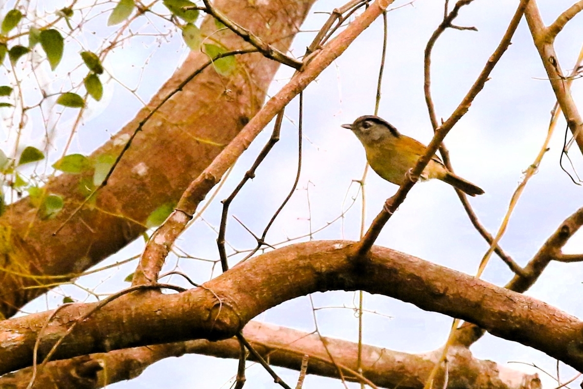 Black-browed Fulvetta Lower down on Bach Ma Mountain. Alcippe grotei,Bach Ma National Park,Black-browed fulvetta,Phu Loc District