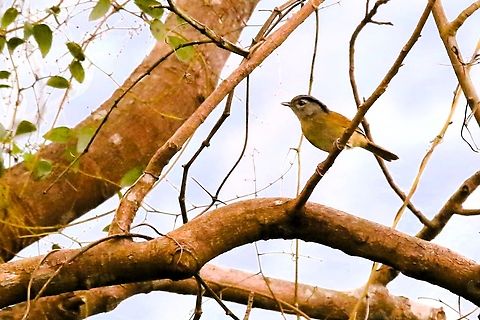 Black-browed Fulvetta Lower down on Bach Ma Mountain. Alcippe grotei,Bach Ma National Park,Black-browed fulvetta,Phu Loc District