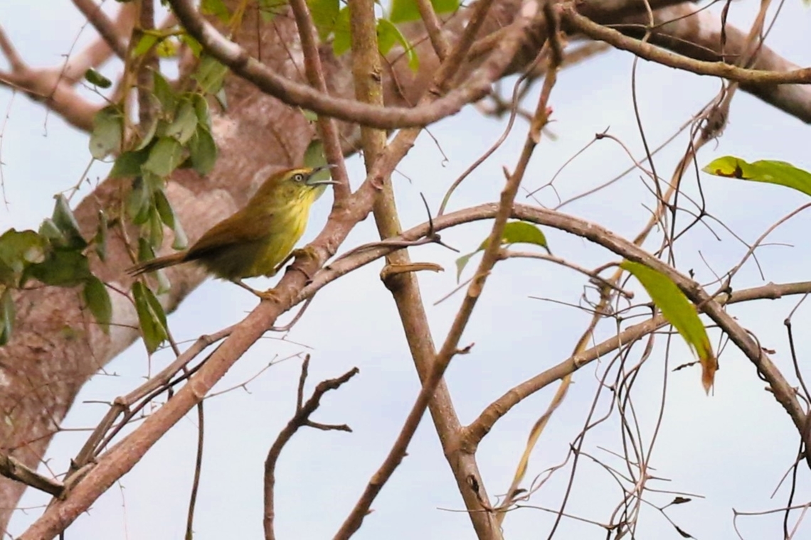 Pin-striped Tit-babler  Bach Ma National Park,Mixornis gularis,Phu Loc District,Pin-striped Tit-babbler