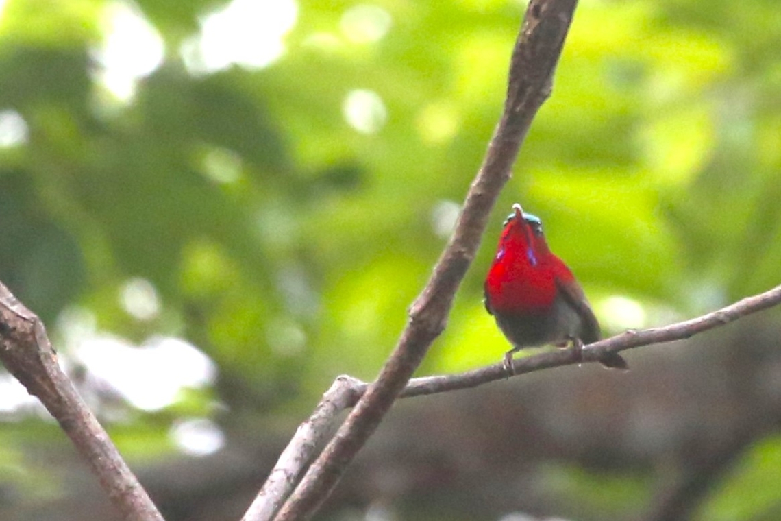 Crimson Sunbird  Aethopyga siparaja,Bach Ma National Park,Crimson Sunbird,Phu Loc District