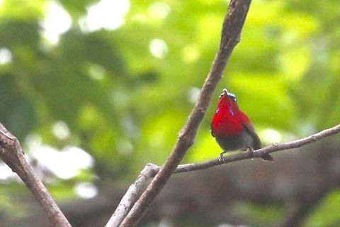 Crimson Sunbird  Aethopyga siparaja,Bach Ma National Park,Crimson Sunbird,Phu Loc District
