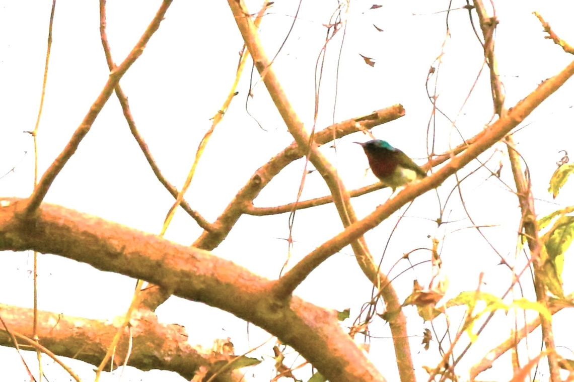 Fork-tailed Sunbird Not by any means the best photo, but in a high tree, back-lit and then gone. Aethopyga christinae,Bach Ma National Park,Fork-tailed sunbird,Phu Loc District