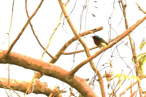 Fork-tailed Sunbird Not by any means the best photo, but in a high tree, back-lit and then gone. Aethopyga christinae,Bach Ma National Park,Fork-tailed sunbird,Phu Loc District