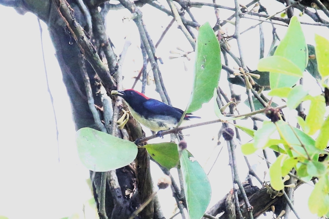 Scarlet-backed Flowerpecker  Cat Tien National Park,Crocodile Lake,Dicaeum cruentatum,Dong Nai river,Scarlet-backed Flowerpecker
