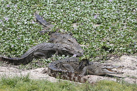Siamese Crocodiles at Crocodile Lake, Cat Tien A very hot humid walk through the forest to this lovely lake to see the stars of the show. Cat Tien National Park,Crocodile Lake,Crocodylus siamensis,Siamese crocodile