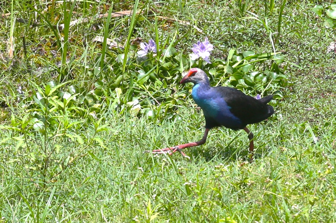 Grey-headed Swamphen  Cat Tien National Park,Crocodile Lake,Grey-headed swamphen,Porphyrio poliocephalus
