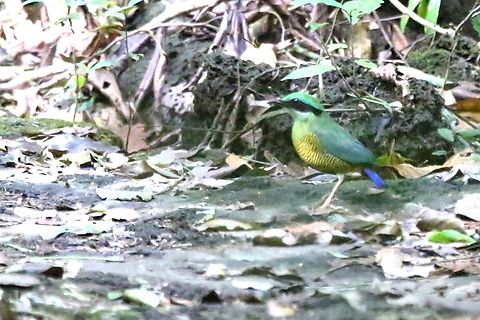 Bar-bellied Pitta recrossing path A better shot Bar-bellied Pitta,Bau Crocodile Forest,Cat Tien National Park,Hydrornis elliotii