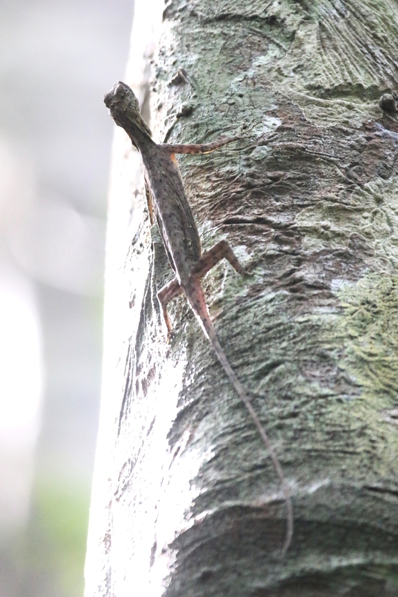 Indo-chinese Flying Lizard  Bau Crocodile Forest,Cat Tien National Park,Draco indochinensis,Indo-chinese Flying Lizard