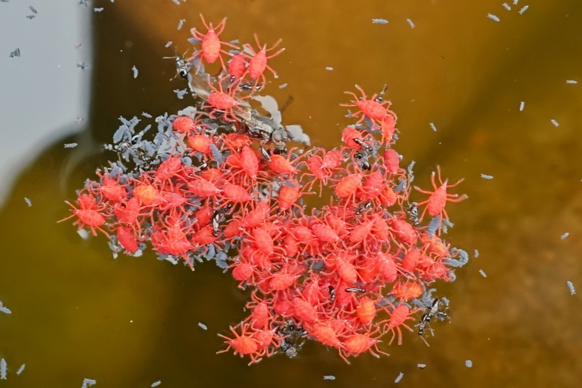 Red Velvet Mite Found in a rock pool on Opinan Beach.  These are also known as Snout Mites and Intertidal Red Velvet Mites.  You can see the young grey ones on top of this pool.  They give me the willies! Intertidal Red Velvet Mite,Neomolgus littoralis,Opinan Beach,Red Velvet Mite,Scotland,Snout Mite,Wester Ross