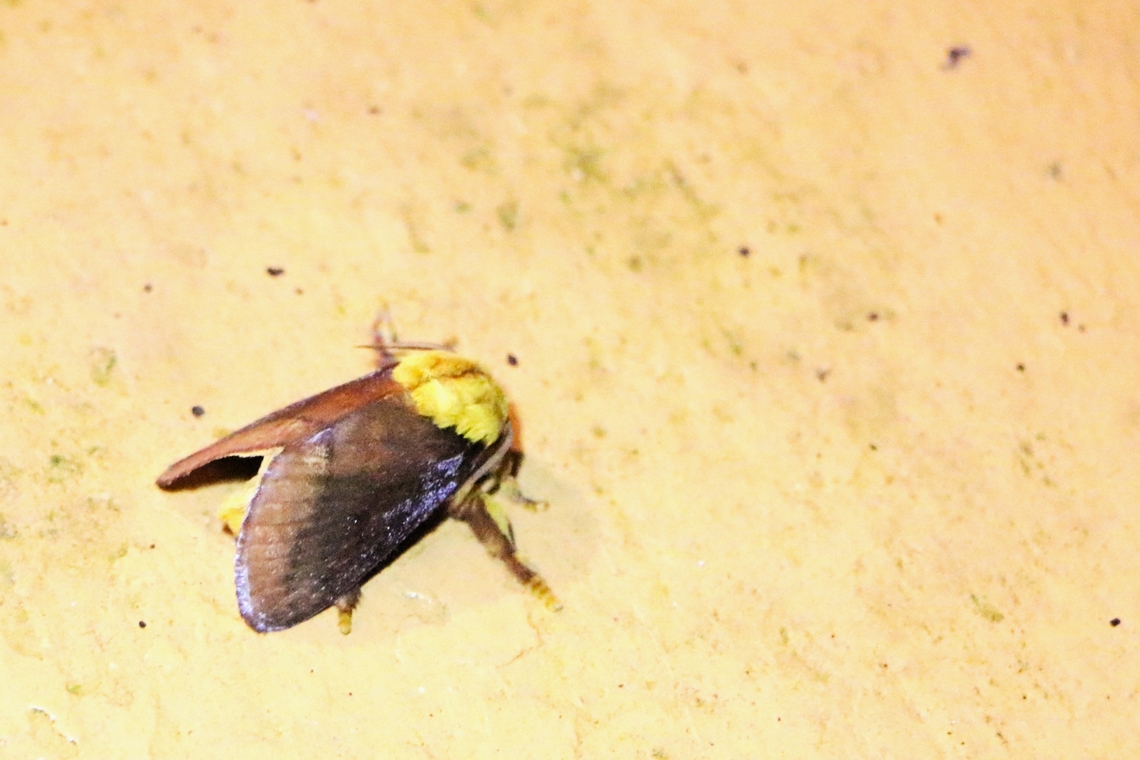 Miresa fulgida At the eco-lodge.     <a href="https://www.inaturalist.org/taxa/202831-Miresa-fulgida/browse_photos" rel="nofollow">https://www.inaturalist.org/taxa/202831-Miresa-fulgida/browse_photos</a><br />
 Bach Ma National Park,Miresa fulgida,Phu Loc District