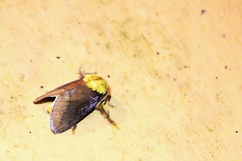 Miresa fulgida At the eco-lodge.     https://www.inaturalist.org/taxa/202831-Miresa-fulgida/browse_photos
 Bach Ma National Park,Miresa fulgida,Phu Loc District