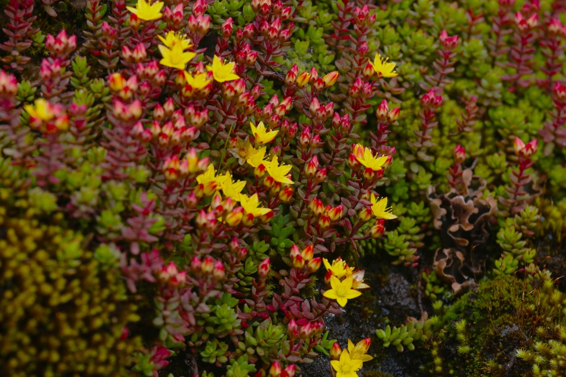 Sedum baleensis A closer shot of this yellow flower which stood out like a beacon against the rising cloud from the Harenna Forest below as we started the journey down the Harenna Escarpment. Bale Mountains National Park,Harenna Escarpment,Oromia,Sedum baleensis