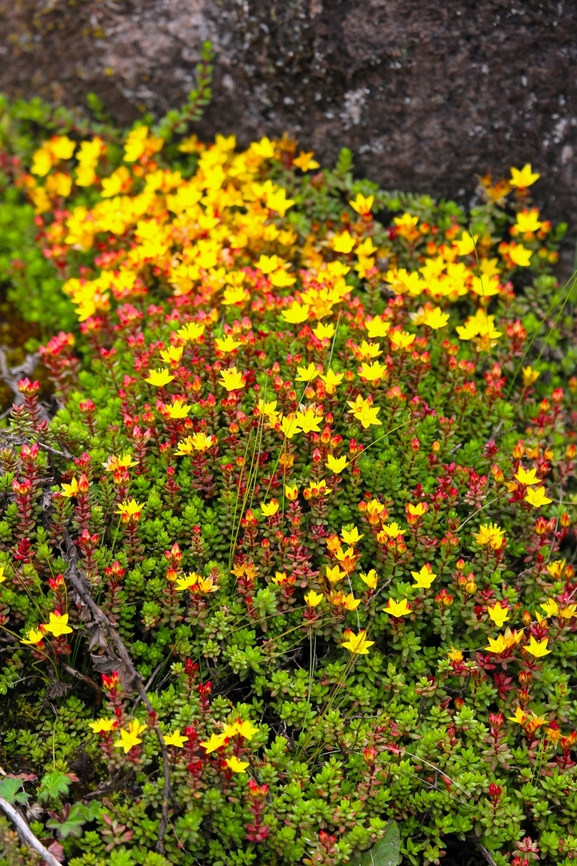 Sedum baleensis Very striking yellow against the rising cloud from the Harenna Forest below. Bale Mountains National Park,Harenna Escarpment,Oromia,Sedum baleensis