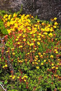Sedum baleensis Very striking yellow against the rising cloud from the Harenna Forest below. Bale Mountains National Park,Harenna Escarpment,Oromia,Sedum baleensis