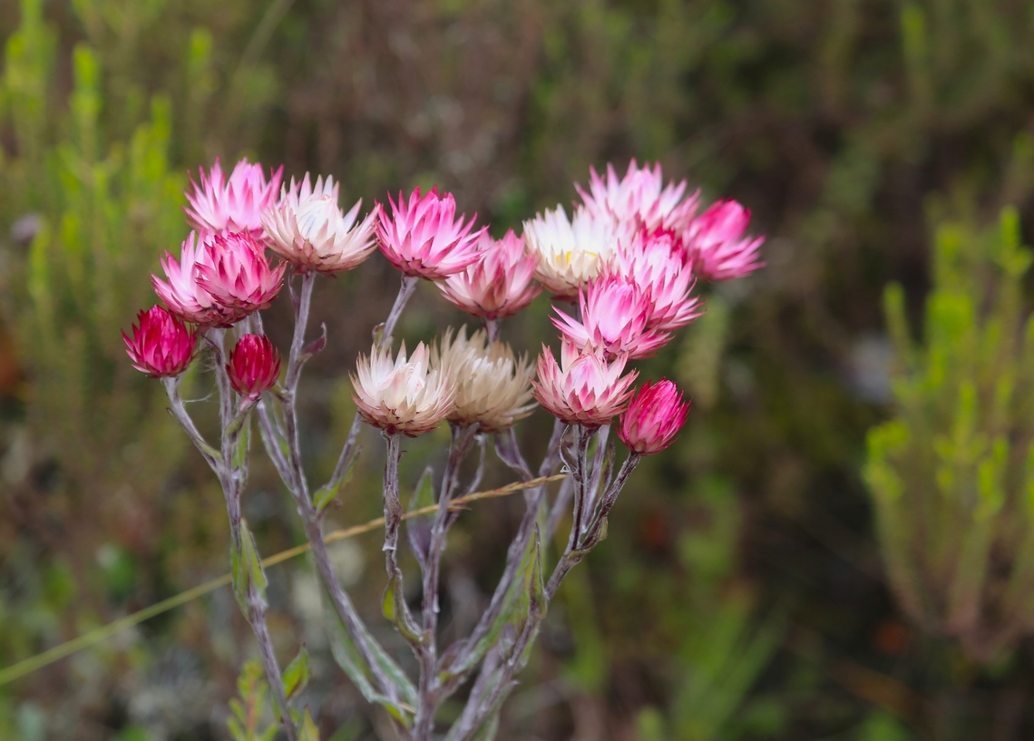 Helichrysum formosissimum - an everlasting flower An everlasting flower with white to pink flowers that is known at altitude from 1,800 ms. to 4,200ms. (here at just over 4,000ms.)  Its feet roots were in wet ground from the incessant rise of the clouds and thus condensation from the Harenna Forest below.  It is also known in the Rwenzori of Uganda, where it is found near bogs and can grow as tall as 2 metres and where its flowers have adapted to the continuous rains by closing quickly whwn in contact with rain drops. Bale Mountains National Park,Everlasting flowers,Harenna Escarpment,Helichrysum formosissimum,Oromia