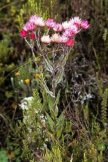 Helichrysum formosissimum A very beautiful helichrysum sitting below a rock band at the top of the Harenna Escarpment.  An everlasting flower with white to pink flowers that is known at altitude from 1,800 ms. to 4,200ms. (here at just over 4,000ms.)  Its feet roots were in wet ground from the incessant rise of the clouds and thus condensation from the Harenna Forest below.  It is also known in the Rwenzori of Uganda, where it is found near bogs and can grow as tall as 2 metres and where its flowers have adapted to the continuous rains by closing quickly whwn in contact with rain drops. Bale Mountains National Park,Everlasting flowers,Harenna Escarpment,Helichrysum formosissimum,Oromia