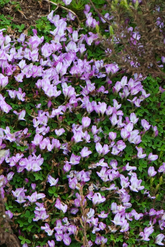 Trifolium acaule This small flowering " clover" was seen on the Sanetti Plateau and here at the top of the Harenna Escarpment. Bale Mountains National Park,Harenna Escarpment,Oromia,Sanetti Plateau,Trifolium acaule