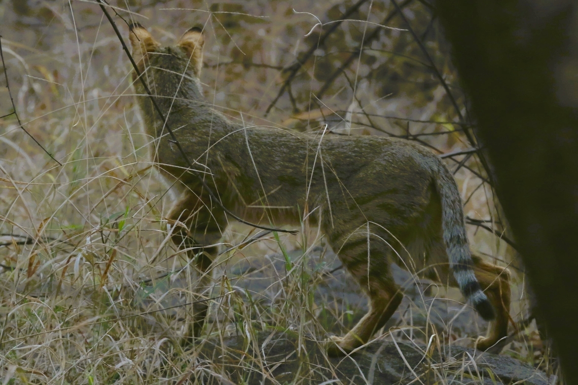 Jungle Cat Came upon this Jungle cat just as we were leaving the park as dusk was rushing in, unfortunately didn't get a face on, but a beautiful cat. Felis chaus,Jungle cat,Rajasthan,Ranthambore National Park