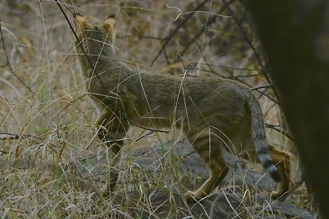 Jungle Cat Came upon this Jungle cat just as we were leaving the park as dusk was rushing in, unfortunately didn't get a face on, but a beautiful cat. Felis chaus,Jungle cat,Rajasthan,Ranthambore National Park