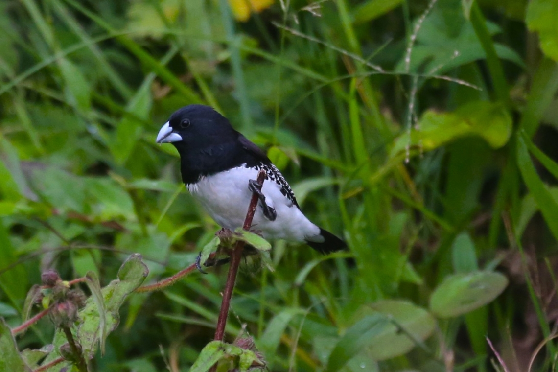 Spermestes bicolor Several seen darting about in the Harenna Forest along with Yellow-bellied Waxbills.  It is sometimes described as Spermestes bicolor poensis. Bale Mountains National Park,Black-and-white mannikin,Harenna Forest,Oromia,Spermestes bicolor,Spermestes bicolor poensis