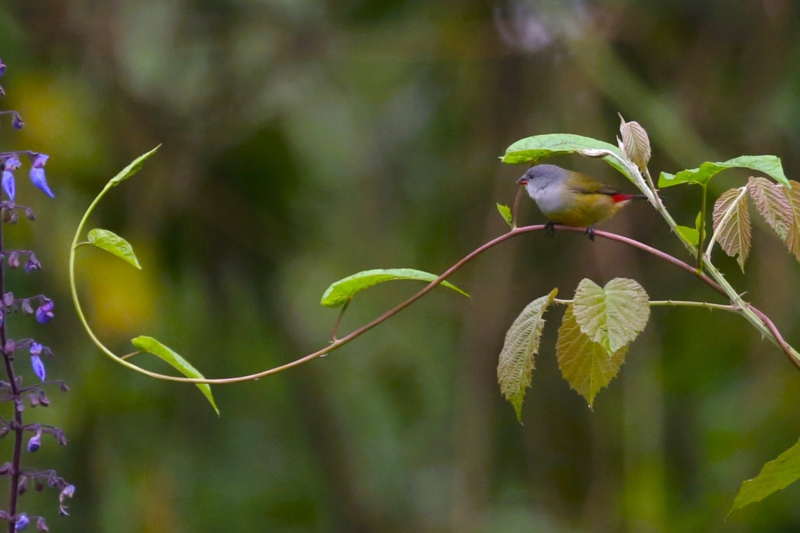 Yellow-bellied Waxbill  Bale Mountains National Park,Coccopygia quartinia,Harenna Forest,Oromia,Yellow-bellied waxbill