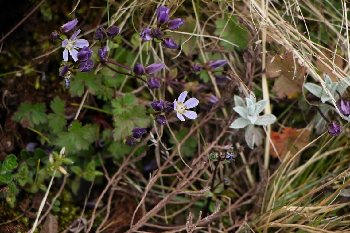 Geranium arabicum This very striking geranium, note the back of the flowers, found by the edge of the road as it starts to descend down to Rira and the Harenna Forest. Bale Mountains National Park,Geranium arabicum,Harenna Escarpment,Sanetti Plateau